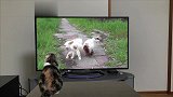 从电视机里走出来一只活生生的猫，是我的眼睛出问题了吗