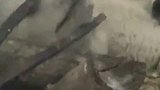 生活不易，狗子叹息