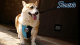 J联赛冠军贩卖狗狗装饰 小柯基戴上川崎脖套萌爆了