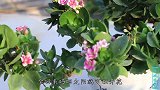 刚入手长寿花，要想花开几个月，先做几个“保命”操作