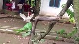 狗狗叼住一只天鹅就往主人方向跑，鹅：放开我！我不要面子的啊！