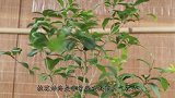 夏季桂花修剪，下手要把握好轻重，不然就没有花朵看了