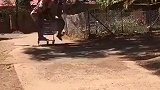 兄弟本是同林鸟，大难临头各自飞