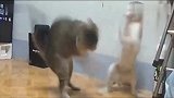 天下武功唯快不破，猫咪打架使出无影手！