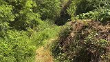 深山偶遇鸟做窝，几天后窝里五个鸟蛋