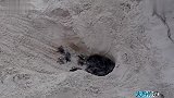 男子海滩发现一个坑洞，挖开后新生小海龟奔向大海
