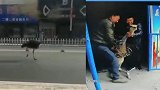 宁夏灵武街头一鸵鸟夺路狂奔致交通堵塞 民警制服后还给养殖户