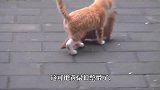 猫：别以为你长大了，我就认不出你是老鼠，结局笑翻了