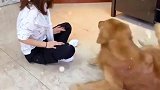 网红轮胎真的好暖心，无论女主如何闹腾，都无条件配合，真可爱