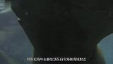 它把人类当朋友，人们竟将它当作“美食”已被吃到灭绝