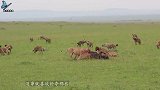 倒霉的雌狮又被鬣狗群围攻，母狮寡不敌众，最后惨遭鬣狗分食！