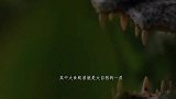 食蚁兽在河边喝水，豹子伏击在身后，这是个什么？怎么下嘴