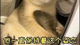 有人知道猫为什么会这样吗？猫 萌宠 萌宠出道计划 萌宠成精了