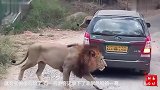 犀牛看到私家车，二话不说就往上撞