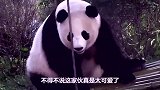 大熊猫因长相奇葩而走红，网友-已忘记正常熊猫长啥样了！