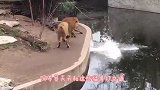 狮子忽然发狂袭击饲养员，场面一度失控，一旁母狮的举动太暖心了