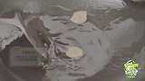 姜妍厨艺有多好？一道铁锅炖大鹅征服汪涵，松鼠桂鱼更是刀工一绝