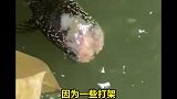 秃头鱼池塘灵活游动存活7天，喂养者在帮助治疗