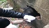 中华田园犬：问君能有几多愁，恰似墙洞卡狗头呀