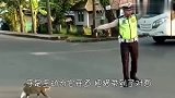 狸花猫想过马路,于是向交警求助,下一秒忍住别笑!
