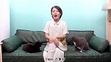 女主人终于对猫屁股下手了！拍屁股真的那么舒服吗？猫：不要停！