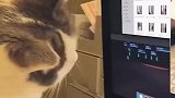 猫：这电脑里的小猫：长的还真好看呀！