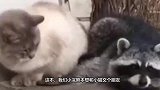 浣熊想和猫咪交朋友，结果被猫咪一爪子拍懵，浣熊：宝宝心里苦！