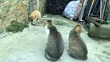 这家农村人，养了6只猫，人送外号“毙鼠山庄”！