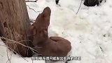 一只被抛弃的狗狗在雪地呼救，被救后立即止住哭泣，太懂事了
