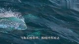 会飞的鱼,天生长着一对翅膀,看完感到非常神奇！