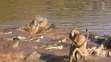 狮子和鳄鱼抢食