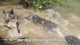 虎鲸围杀水獭无路可逃的水獭跳上人类船只搭上了救命的”顺风船“