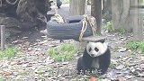 熊猫团子想玩秋千，奈何腿短上不去，画面让人哭笑不得