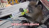 猴子捡来一个打火机，学会后表演“火烧猴毛”镜头拍下全过程