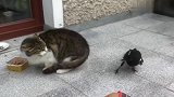 猫咪正在进食，被一只鸟多次偷袭，这下算是摊上事了