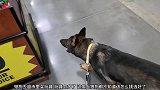 大狼狗到超市里挑选玩具，太多了，狗狗都不知道怎么挑选了