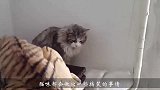 主人带回家一只小狐狸，猫咪以为是送给它的玩具，下一秒憋住别笑