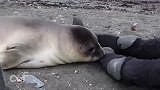 小海豹向人类撒娇卖萌,像个两百斤的孩子,真可爱!
