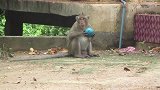 猴子从哪得到的，几乎每只猴子手上都有一个球