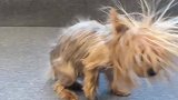 狗狗洗澡以后炸毛，这就是传说中的海胆狗？