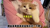 黄桃不仅智商有问题 眼神也有问题？猫咪的迷惑行为 沙雕 金牌潮宠官 萌宠头号玩家 天猫