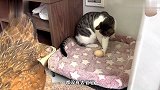猫咪盯着母鸡下完蛋，直接拿过来玩耍，鸡妈妈完全没反抗