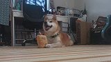 太可爱了吧！柴犬全程带笑盯着东西看，太萌啦！