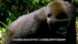 美国发现一基因变异猩猩，手指已进化成人类一样，它能否持续进化