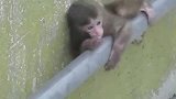 猴子把小娃娃当自己孩子，寸步不离想要抱孩子，镜头记录全过程