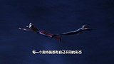 奥特曼中的肌肉王者，泰塔斯可以一拳把奥父打到旧伤复发！