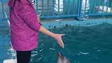 小海豚的粉丝宝宝们 它来了 它来了