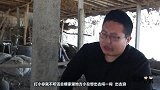 这只鸡不听话，出去玩被撞死了，正好拿来做铁桶烧鸡，真香！