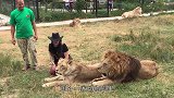 两只雄狮一起睡觉，竟然还抱着，网友：这要是让母狮看见还了得