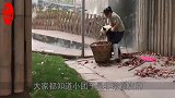 熊猫在地上捡了1个苹果，第一反应竟不是吃，镜头记录搞笑全过程